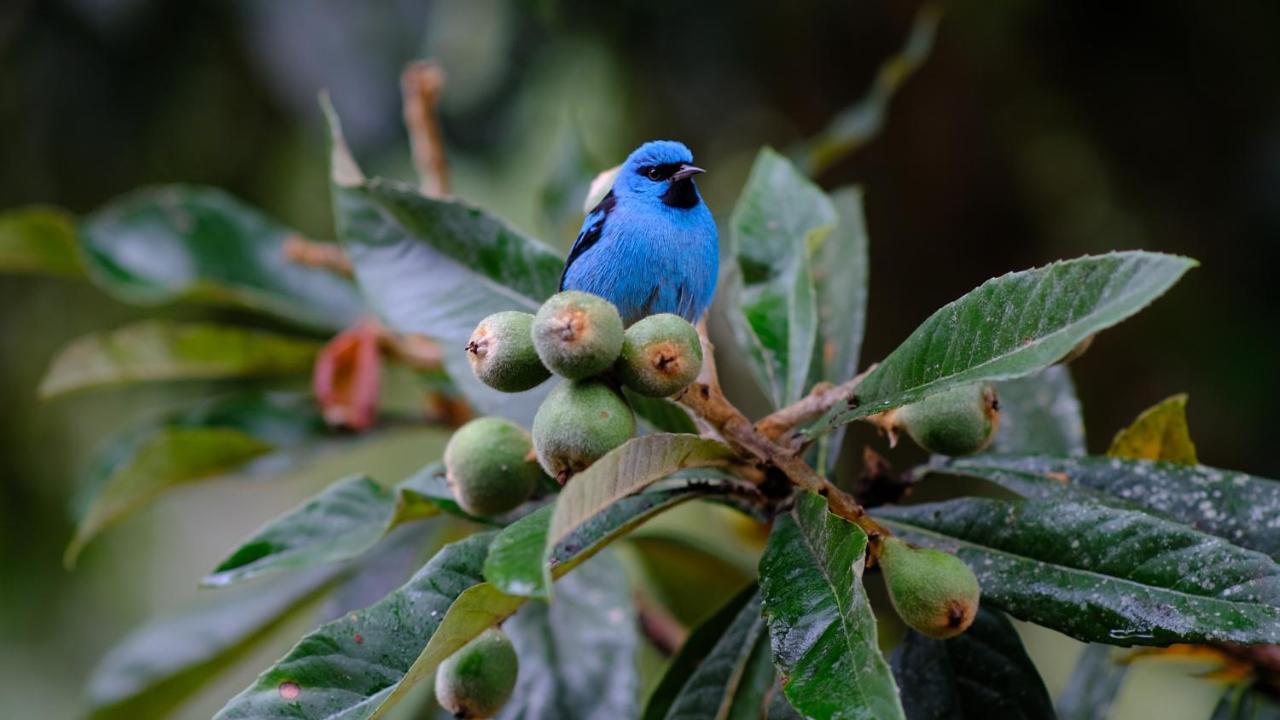 Pousada Salve Floresta Tapiraí Dış mekan fotoğraf