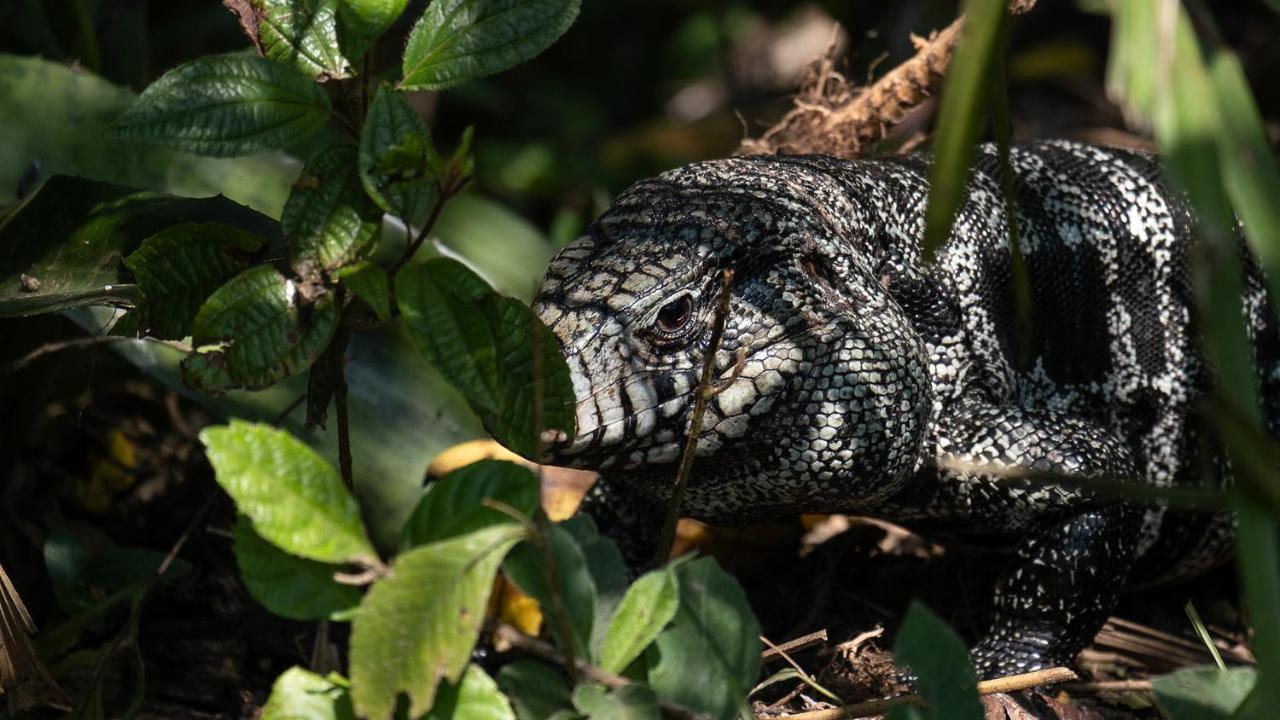 Pousada Salve Floresta Tapiraí Dış mekan fotoğraf