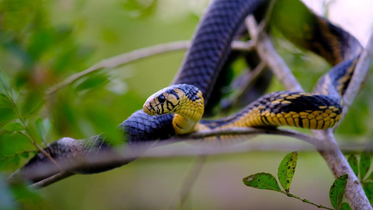 Pousada Salve Floresta Tapiraí Dış mekan fotoğraf