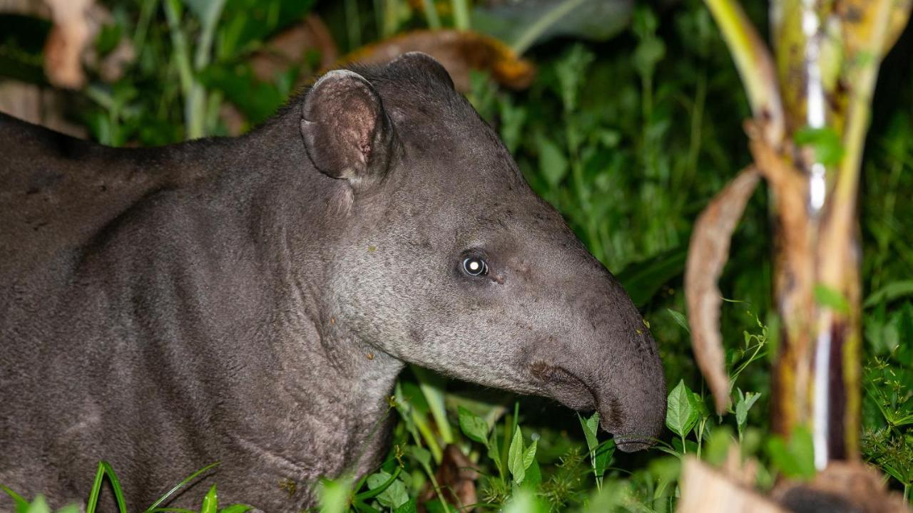 Pousada Salve Floresta Tapiraí Dış mekan fotoğraf