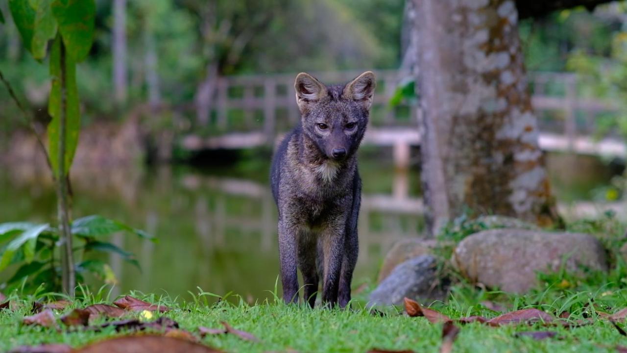 Pousada Salve Floresta Tapiraí Dış mekan fotoğraf